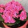 Thumbnail #2 of Kalanchoe blossfeldiana by Happenstance