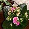 Thumbnail #1 of Kalanchoe blossfeldiana by Happenstance