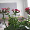 Thumbnail #5 of Kalanchoe blossfeldiana by JonasKragebaer