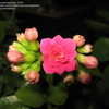 Thumbnail #4 of Kalanchoe blossfeldiana by JonasKragebaer