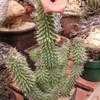 Thumbnail #1 of Hoodia gordonii by palmbob