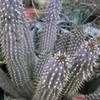 Thumbnail #2 of Hoodia gordonii by palmbob