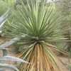 Thumbnail #2 of Yucca faxoniana by Xenomorf