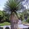 Thumbnail #1 of Yucca faxoniana by palmbob