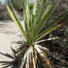 Thumbnail #4 of Yucca faxoniana by palmbob