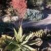 Thumbnail #2 of Aloe striata by palmbob