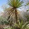 Thumbnail #5 of Yucca faxoniana by palmbob