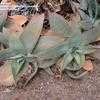 Thumbnail #1 of Aloe striata by palmbob