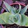 Thumbnail #4 of Aloe striata by Happenstance