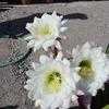 Thumbnail #2 of Echinopsis candicans by cacti_lover