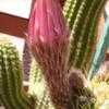 Thumbnail #3 of Echinopsis candicans by cacti_lover