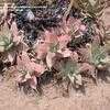 Thumbnail #3 of Aloe striata by palmbob
