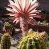 Thumbnail #5 of Echinopsis candicans by cacti_lover