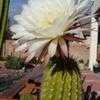 Thumbnail #4 of Echinopsis candicans by cacti_lover