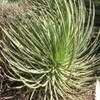 Thumbnail #5 of Agave stricta by Xenomorf