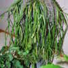 Thumbnail #4 of Rhipsalis micrantha by palmbob