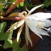 Thumbnail #5 of Epiphyllum anguliger by Clare_CA