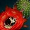 Thumbnail #5 of Echinopsis huascha by Lophophora