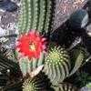 Thumbnail #2 of Echinopsis huascha by GiaVette