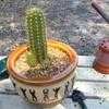 Thumbnail #4 of Echinopsis huascha by GiaVette