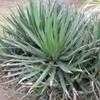 Thumbnail #3 of Agave lechuguilla by palmbob