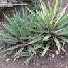 Thumbnail #2 of Agave lechuguilla by palmbob