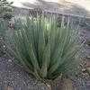 Thumbnail #5 of Agave lechuguilla by leeann6