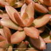 Thumbnail #4 of Sedum adolphii by Kell