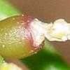 Thumbnail #1 of Rhipsalis baccifera by Monocromatico