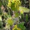 Thumbnail #3 of Euphorbia pseudocactus by palmbob