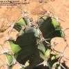 Thumbnail #4 of Euphorbia pseudocactus by Xenomorf