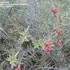 Thumbnail #2 of Cylindropuntia leptocaulis by Kaufmann