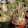 Thumbnail #1 of Adenium arabicum by palmbob