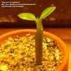 Thumbnail #3 of Adenium arabicum by duester45