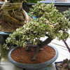 Thumbnail #2 of Portulacaria afra f. variegata by palmbob