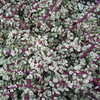 Thumbnail #3 of Portulacaria afra f. variegata by Kell