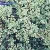 Thumbnail #5 of Portulacaria afra f. variegata by golddog