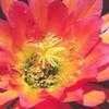 Thumbnail #4 of Echinopsis  by Xenomorf