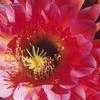 Thumbnail #2 of Echinopsis  by Xenomorf