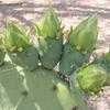 Thumbnail #3 of Opuntia engelmannii var. lindheimeri by Xenomorf