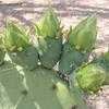 Thumbnail #3 of Opuntia engelmannii var. lindheimeri by Xenomorf