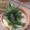 Thumbnail #4 of Gasteria liliputana by kniphofia