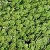 Thumbnail #5 of Sedum spurium by KevinMc79