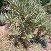 Thumbnail #1 of Aloe ramosissima by palmbob