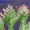 Thumbnail #1 of Euphorbia lactea by Thaumaturgist