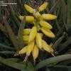 Thumbnail #5 of Aloe ramosissima by Hightrail
