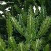 Thumbnail #4 of Euphorbia lactea by knotimpaired