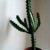 Thumbnail #5 of Euphorbia lactea by amontyca