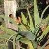 Thumbnail #2 of Aloe munchii by RWhiz