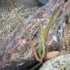 Thumbnail #3 of Aloe munchii by palmbob